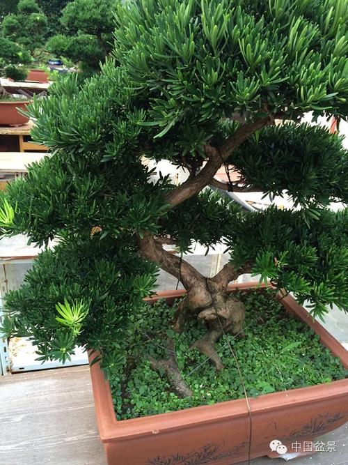 通派盆景雀舌罗汉松欣赏