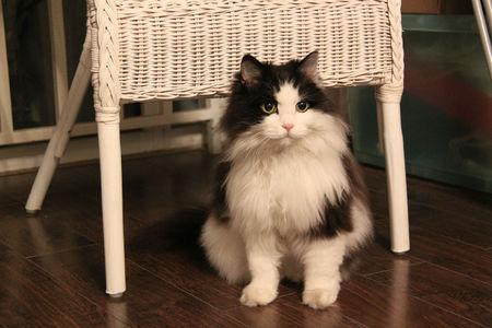 帮忙看看这猫是什么品种 黑白长毛猫