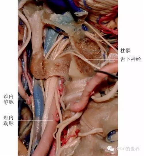 牙医必备:舌下神经解剖和功能