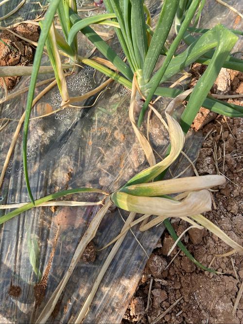 洋葱病害高清图完整版