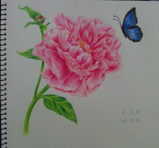 彩铅第一次画花,临摹书上的牡丹,表现很粗糙,当时自己也不是很满意