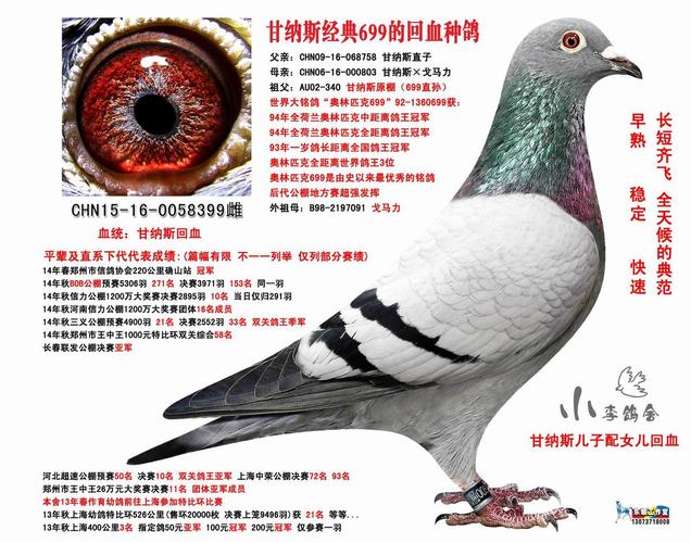 甘纳斯经典699的回血种鸽 保证金级 拍卖