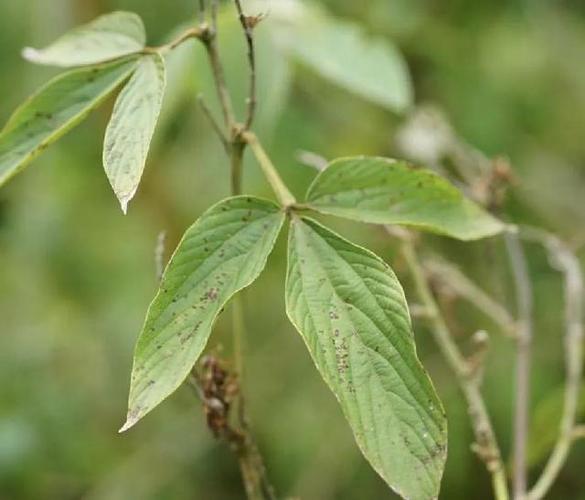 千斤拔一共有多少种,农村常见的有哪些种类?