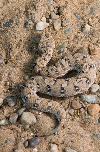 bitis schneideri):是最小的蝰科咝蝰属蛇类,又称纳米比亚沙漠侧行蝰