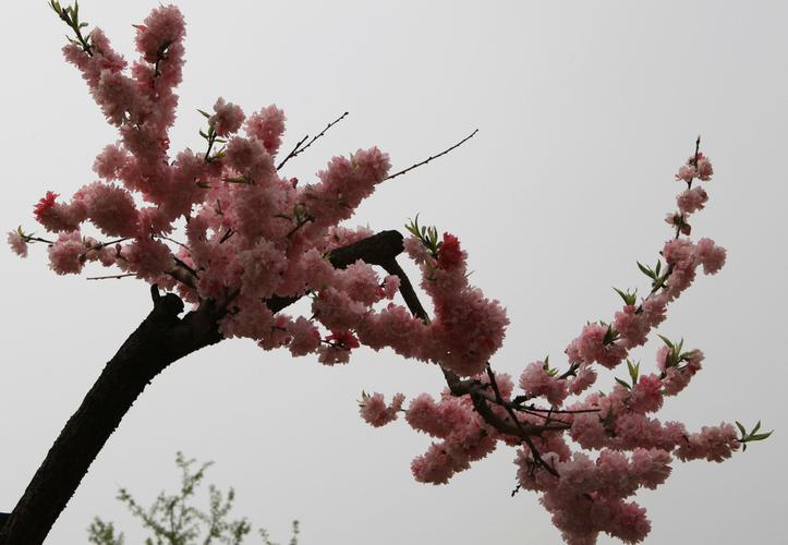 北京桃花花海