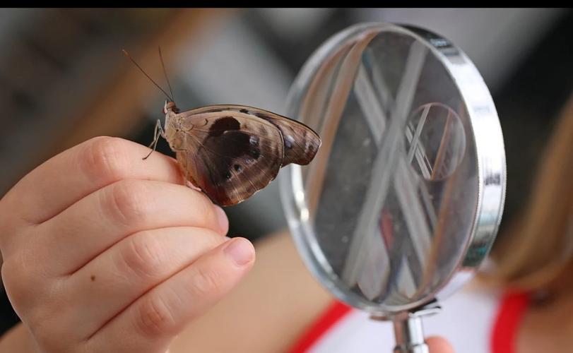 创意画《放大镜下的昆虫世界》