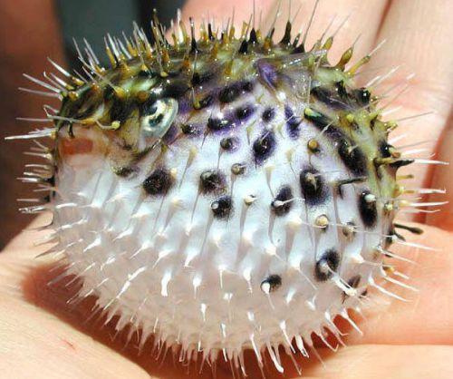 正在膨胀的河豚用针扎它会发生爆炸吗看完长知识了