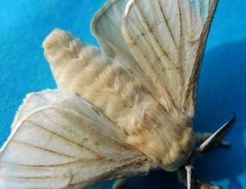 如何辨别雄雌蚕蛾雄性触角宽雌性触角窄区别明显