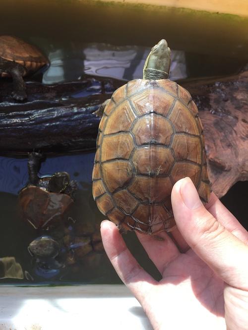 对于一个瘾君子既然戒不了,那就换个品种吧,所以决定转战半水龟了