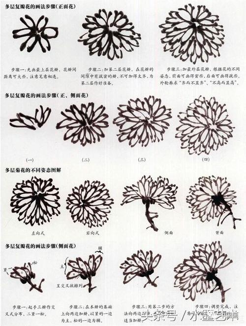 国画菊花画法