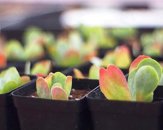 多肉植物唐印该如何养殖掌握这4个步骤轻松养护