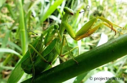 林业科普螳螂美丽的伪装杀手