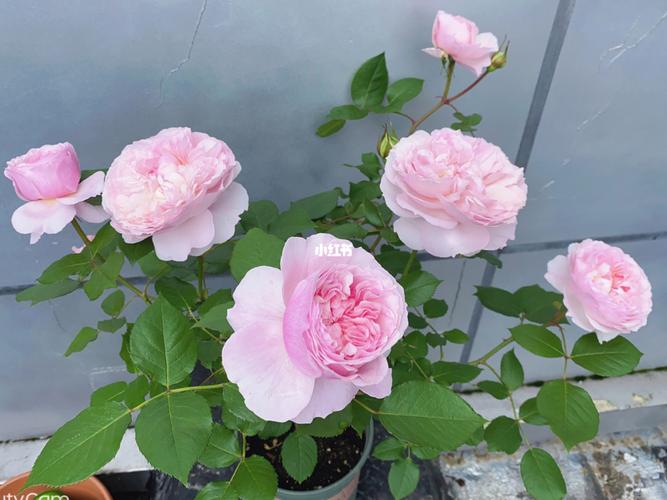 粉色系月季天花板「罗莎琳达」