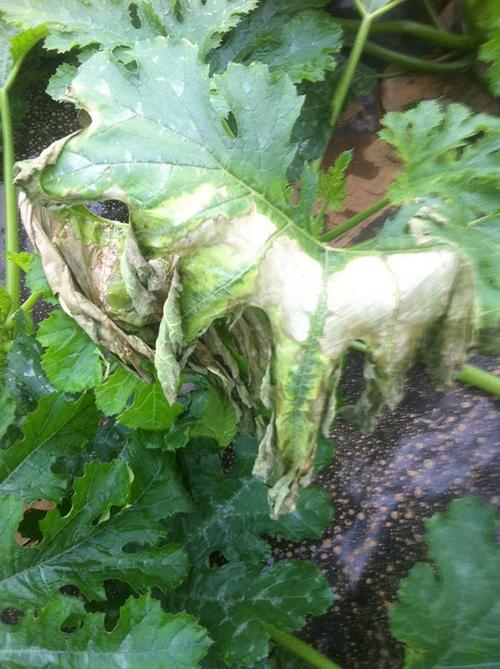 西葫芦病害,老师们帮忙看看什么病,用什么药可以治疗