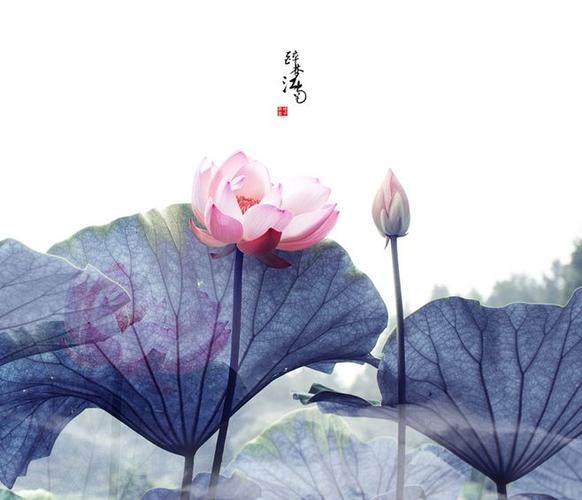 【原创】青莲_12