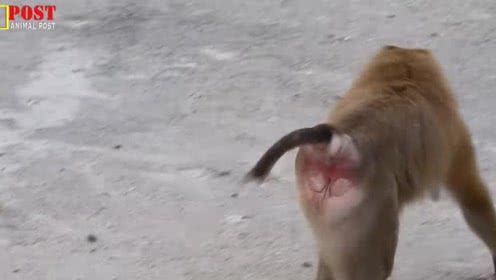 母猴子想孩子想的脑子都有问题了,把小猫当成孩子,抱着不松手