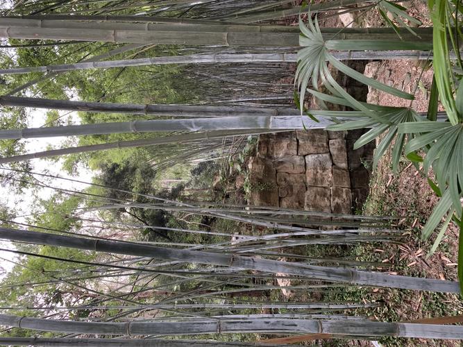 其它 同题咏竹 写美篇七律  竹 (陈咏隆) 扎根道左或山前,傲雪松梅