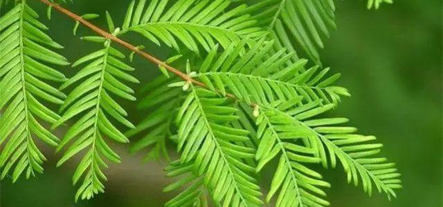 水杉的叶子像什么?