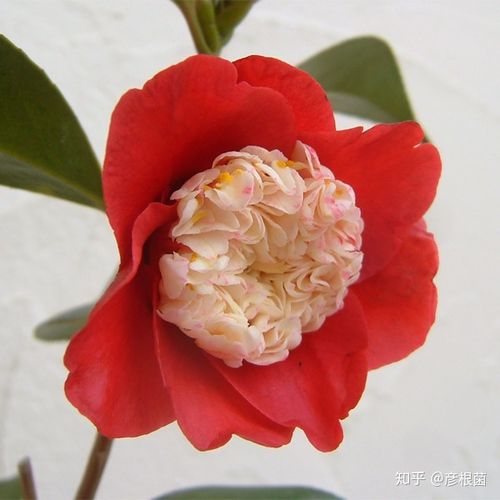 日本茶花100选021日光vs月光