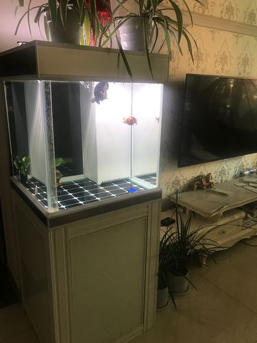 出一个闲置的鱼缸 60方缸 可以换个128g苹果7