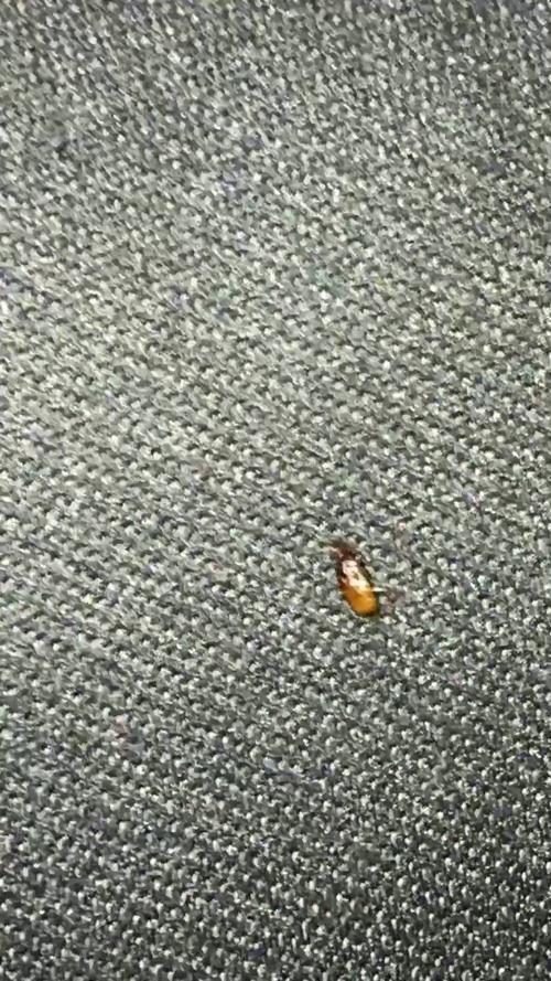 猫咪身上的虫子?