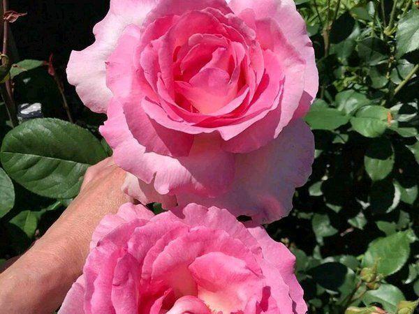 花朵超大花型超正花香浓郁这份高级月季清单请收好有13种