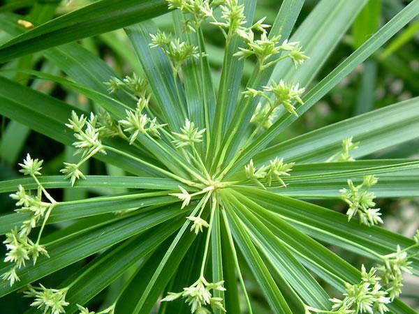 灯心草是什么东西 灯心草的种植方法
