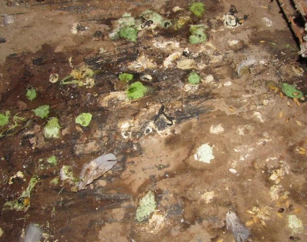 鸽子腺病毒的病源