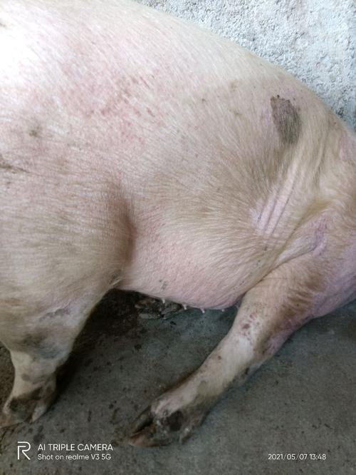 育肥猪身体有红斑不好好采食不好好饮水体温395度
