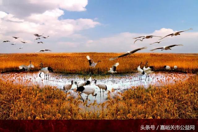 嘉峪关:"高炎值"来袭哪里躲?新城草湖国家湿地公园了解一下.
