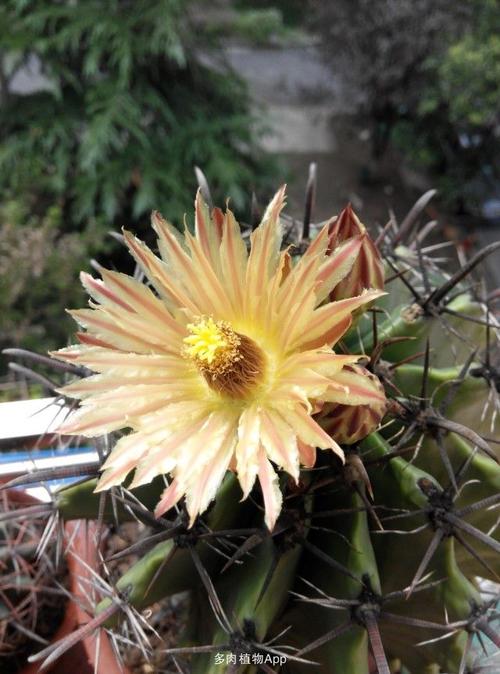 仙人球                  巨鹫玉开花不断