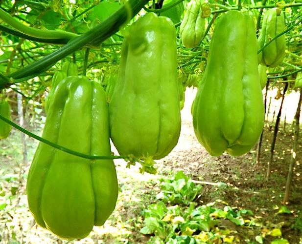 寿瓜,拳头瓜,洋丝瓜等,为 a target="_blank" href="/item/葫芦科