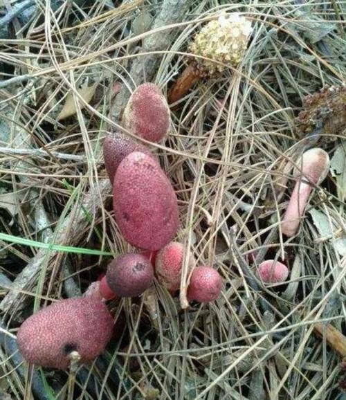 农村有种草药号称顶天柱,纯野生回春草一千元一斤,没法人工培育