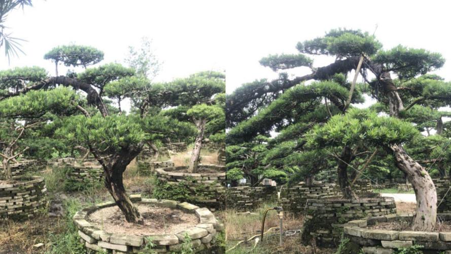 造型罗汉松 弯杆罗汉松,漂枝罗汉松,精品造型罗汉松 庭院罗汉松