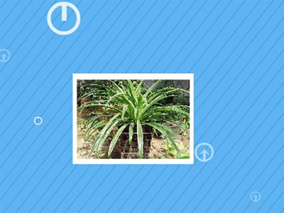 蛇尾草