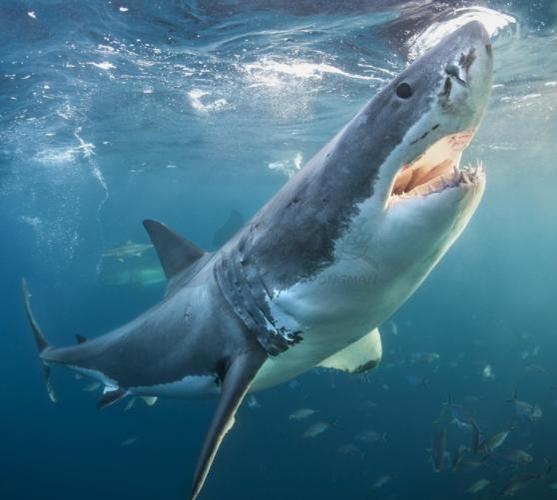 鲨鱼怎么画怎样才能画好鲨鱼