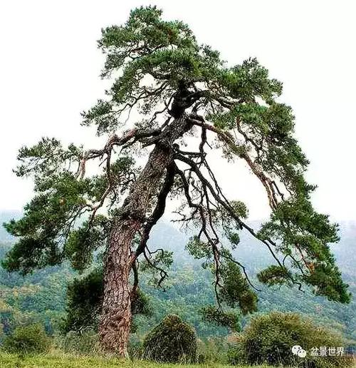 徐昊老师松树盆景作品欣赏 领悟松树盆景制作