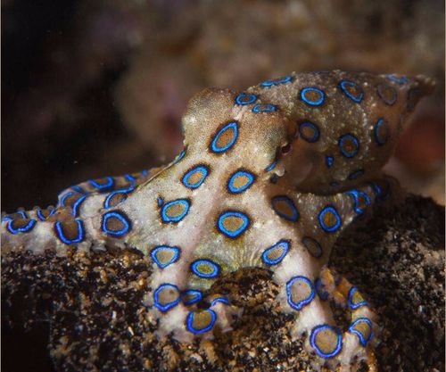 蓝环章鱼,俗称蓝圈章鱼,身长仅15厘米.