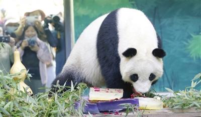 大熊猫喜乐七岁啦