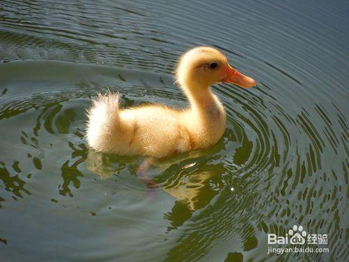 小鸭喜欢吃什么食物