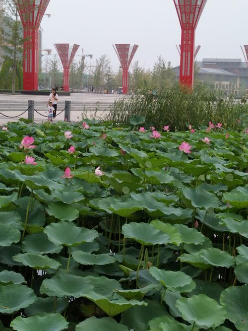 郓城新地标-南湖公园.2020.8.