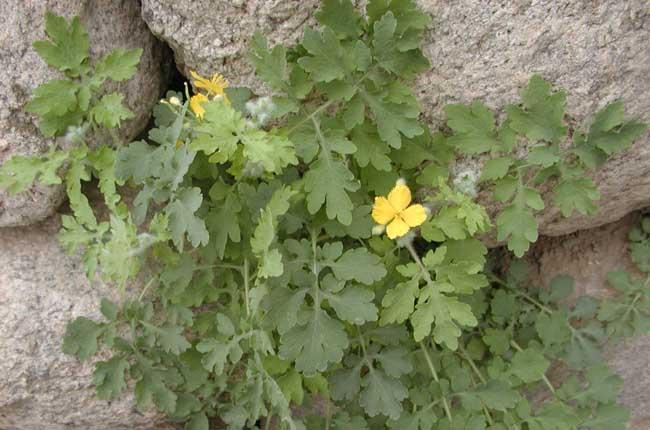 骨突果成熟开裂,种子小,黄褐色.黄连喜欢冷凉,湿润,忌高温干燥.