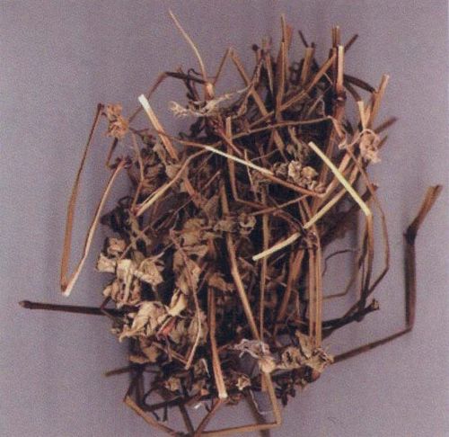 医学知识 定西中药材 正文            【别名】五叶草,五瓣花,老鸹嘴