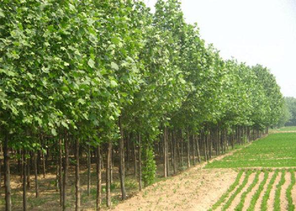 10公分法桐 10公分速生法桐 2018年价格 图片 参数