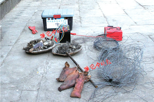 野猪光顾庄稼地巴州一老太电死3头获刑