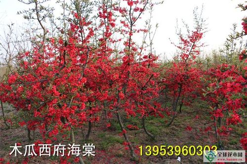 红玛瑙海棠小苗,红巴伦海棠小苗