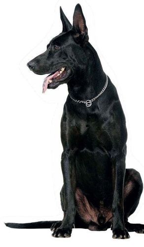 黑狼犬