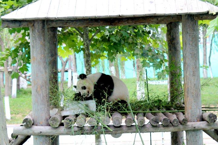全国只有8头_西霞口神雕山野生动物园"的评论图片