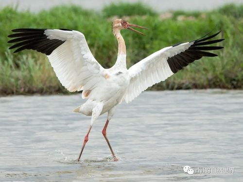 【rlyl物种说】今日--白鹤(siberian crane)