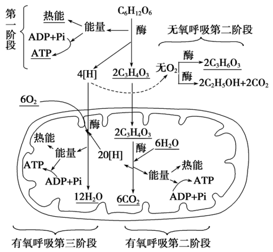 手抄报 下图是光合作用和细胞呼吸过程示意图.